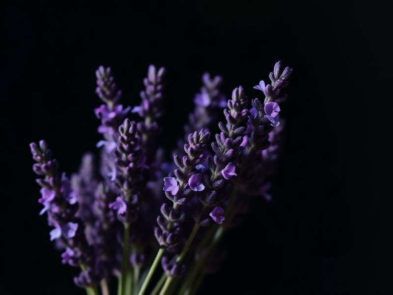 Lavanda